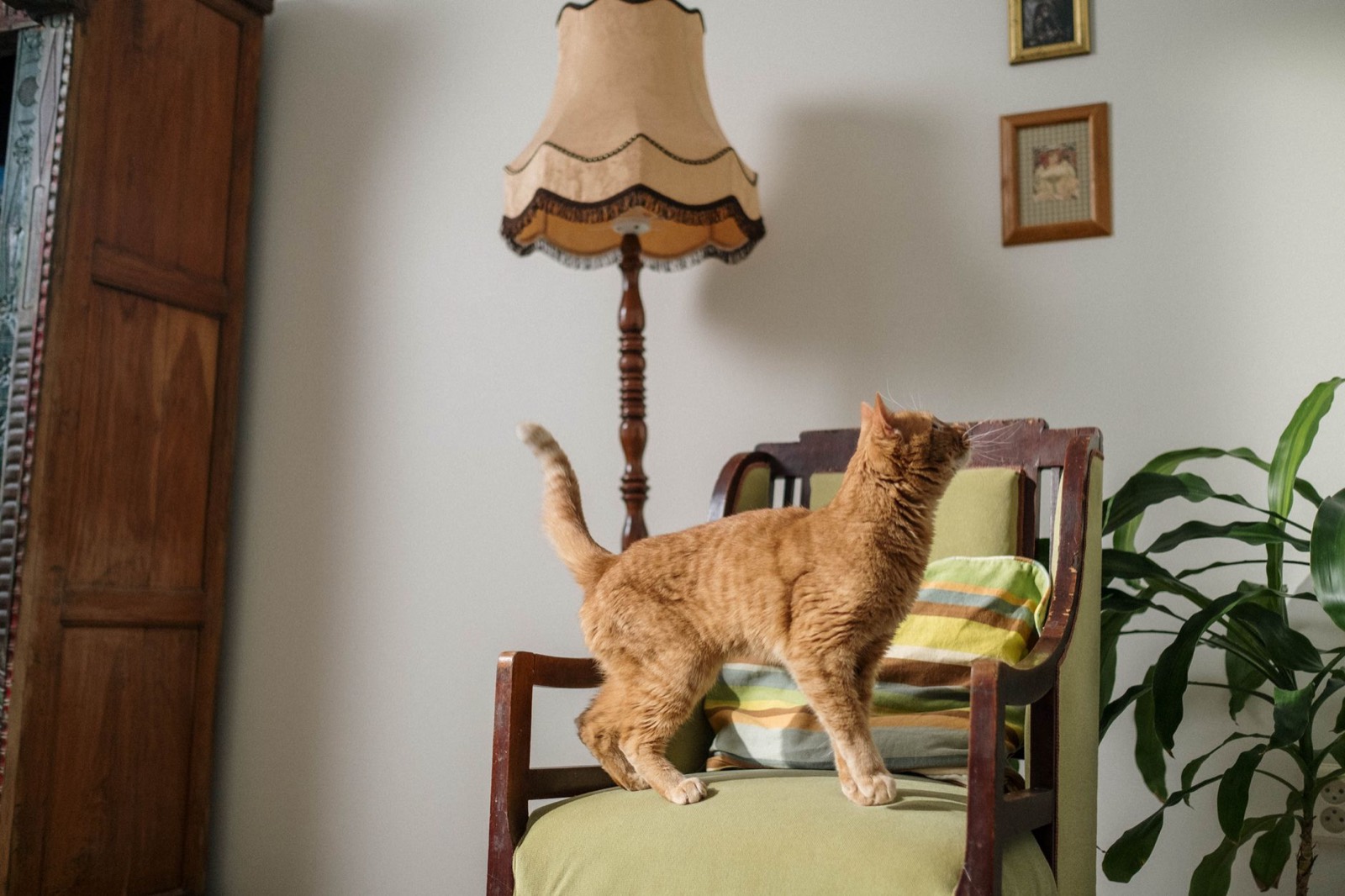 Cat on an upholstered chair, where weave tightness determines whether claws catch