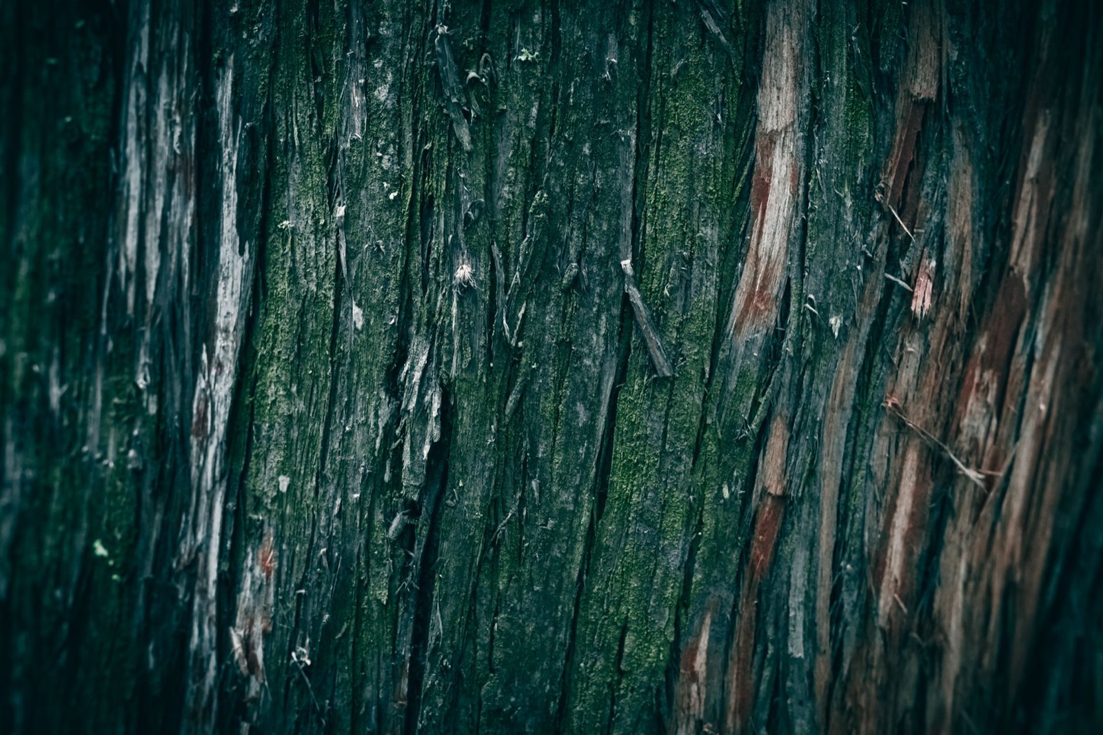 Cedar used in clothing storage to deter moths without mothball odour