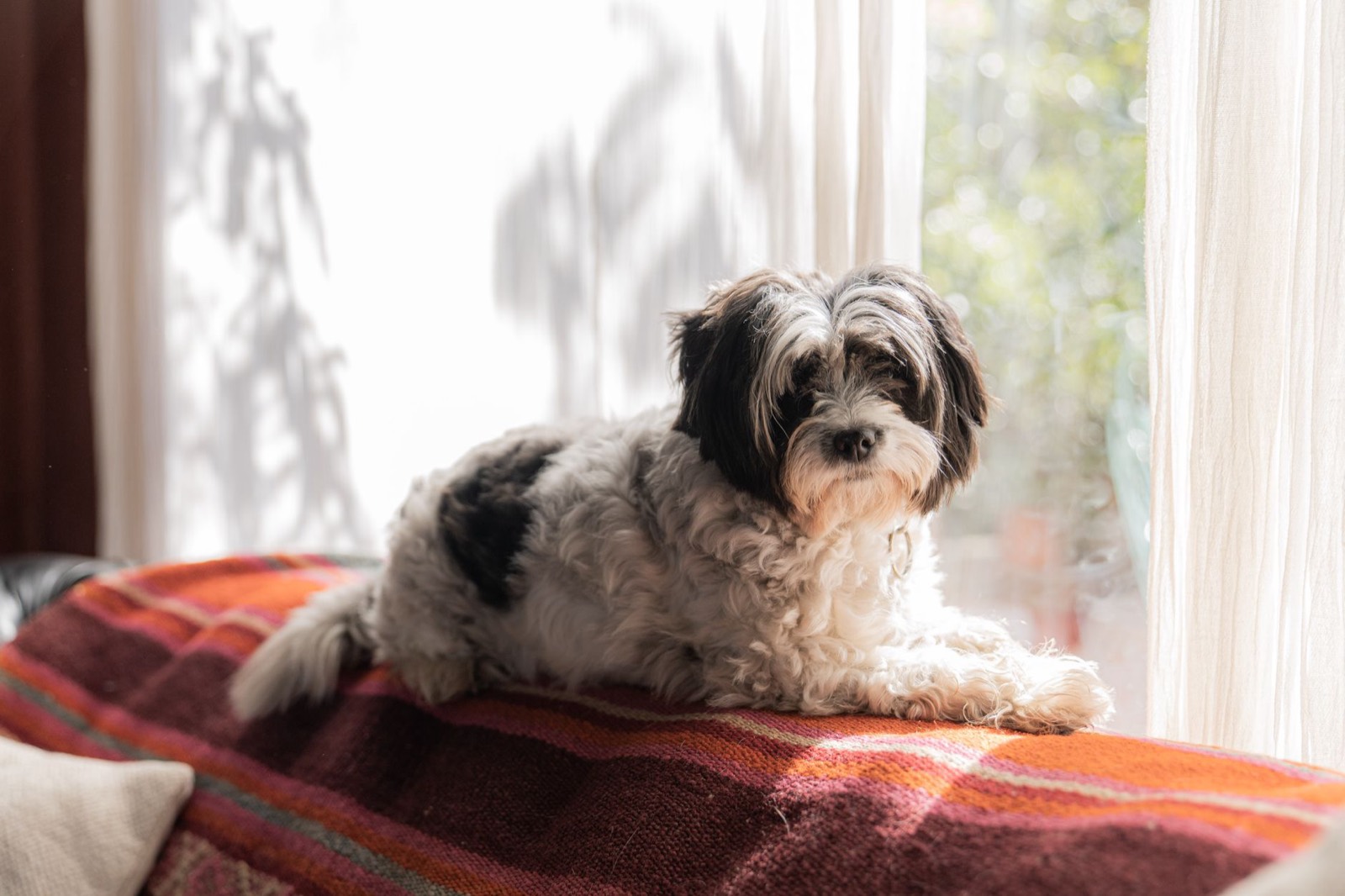 Dog resting on a living room sofa, the everyday reality upholstery has to survive