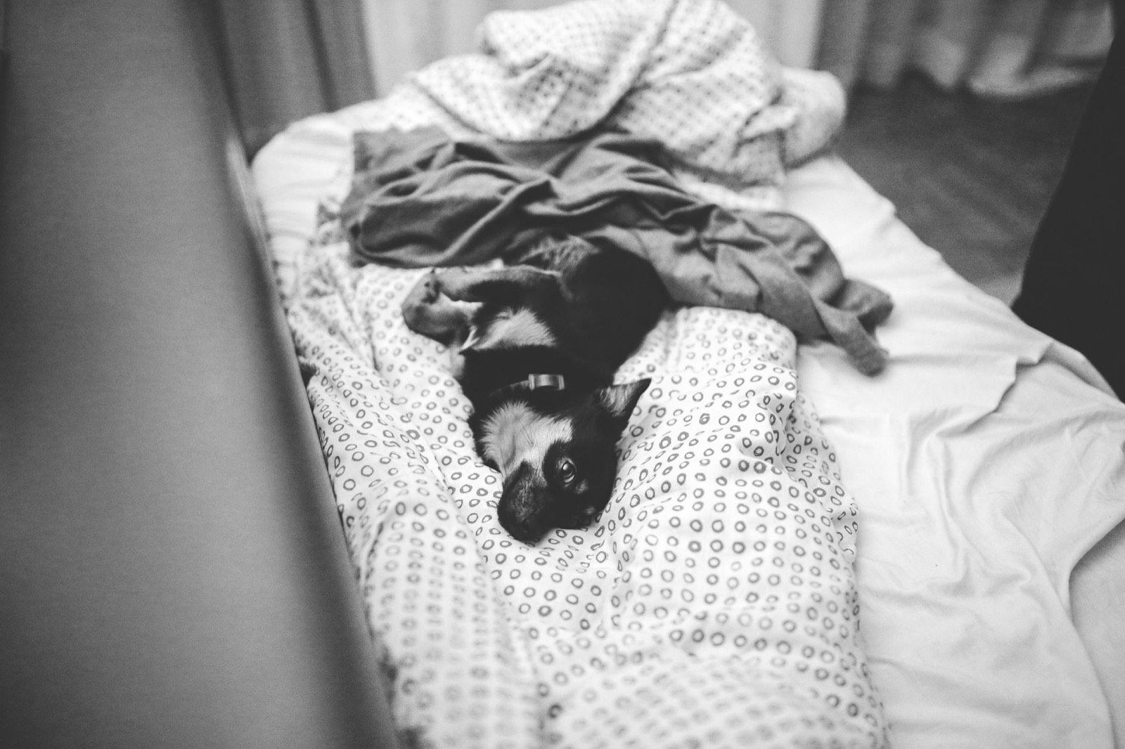 Dog asleep on a bed, where a waterproof protector guards the mattress underneath